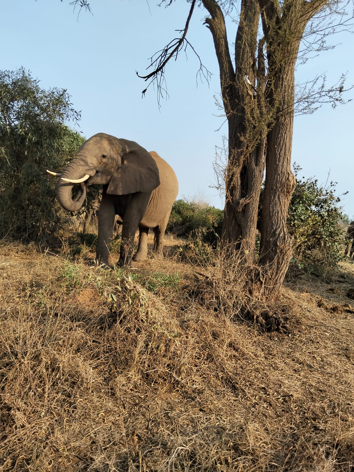 4 Giorni Taita Hills, Amboseli e Tsavo Est