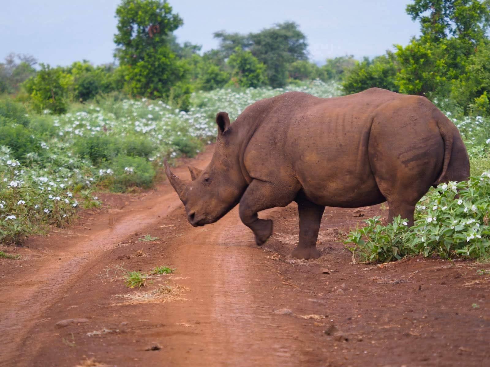 Safari Blu